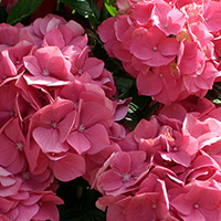 Garten des Sylthotel Raffelhüschen